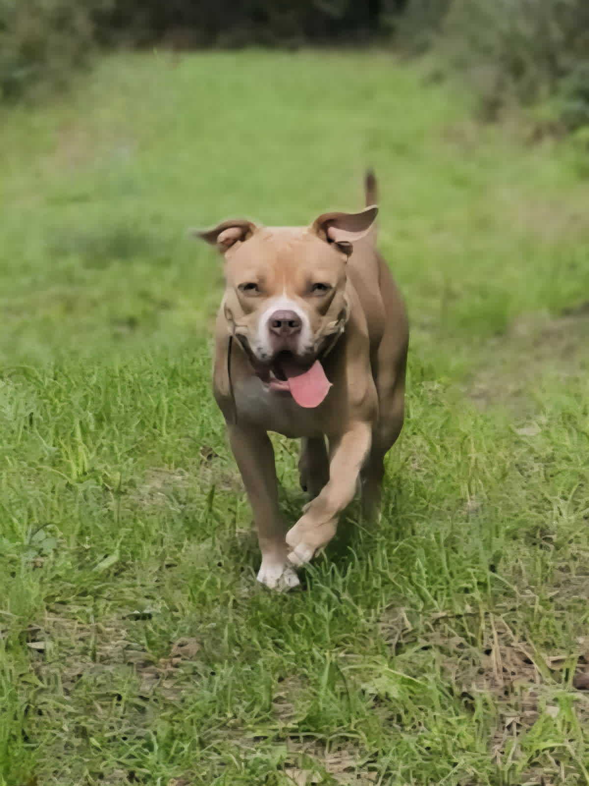 Chien heureux au jardin