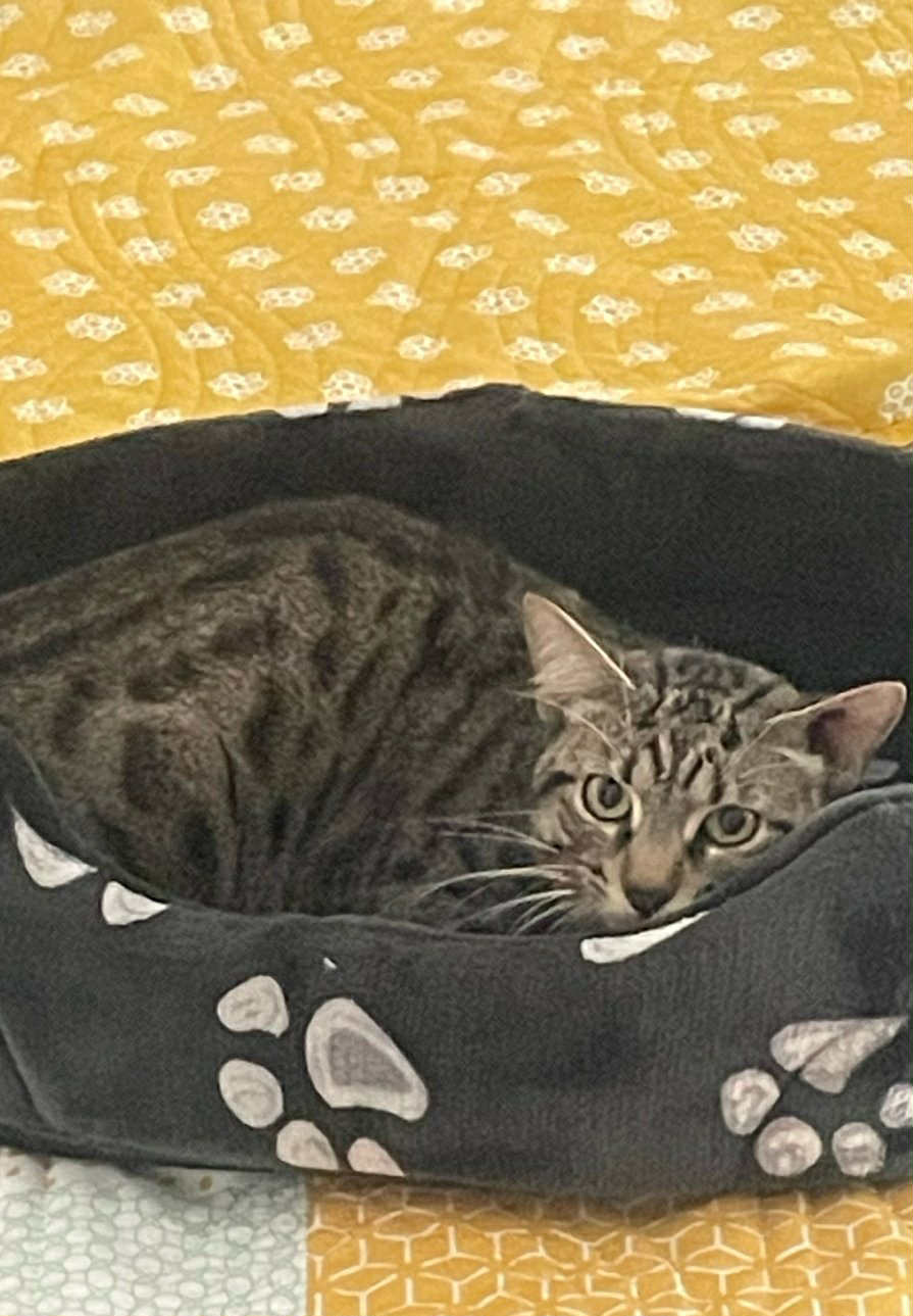 Un beau chat européen