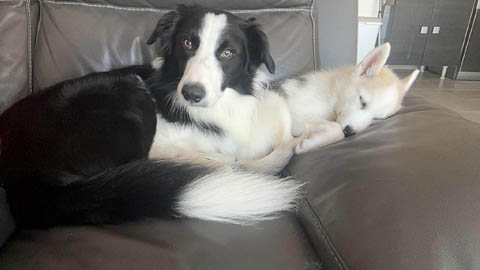 Deux chiens qui se reposent sur le canapé