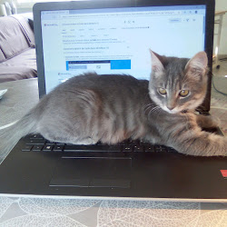 Chat qui se repose sur mon ordi