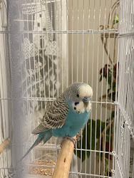 Perruche ondulée bleue dans sa cage