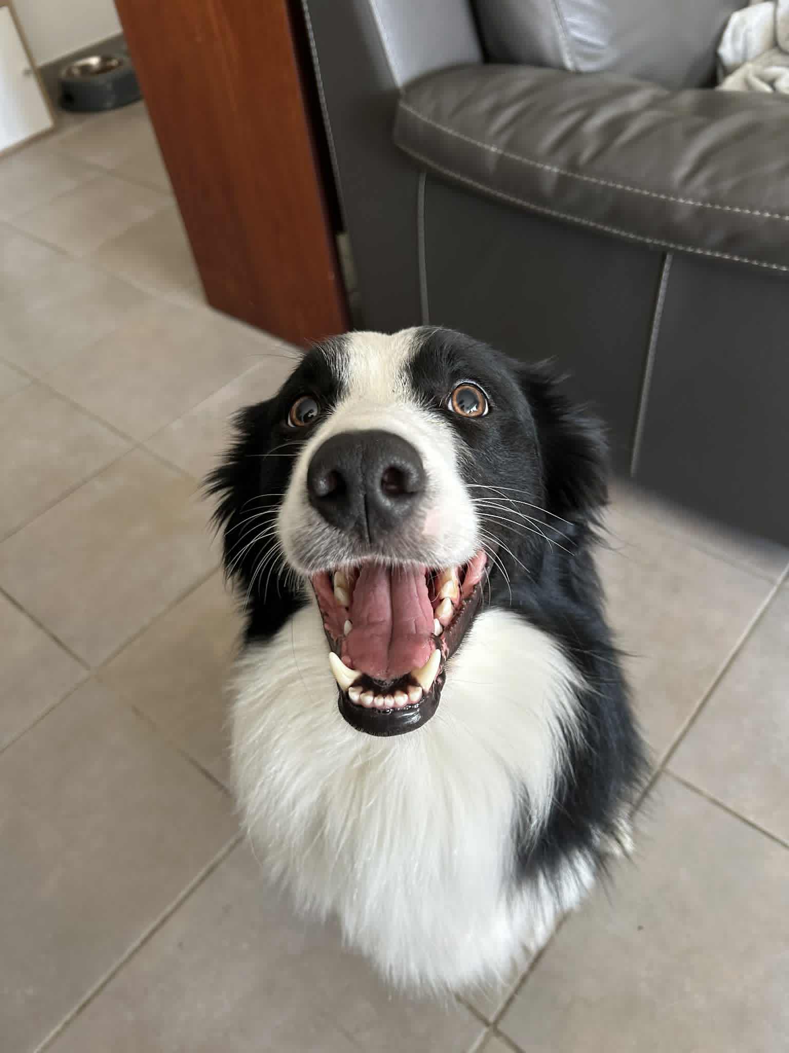 Chien réclamant sa friandise