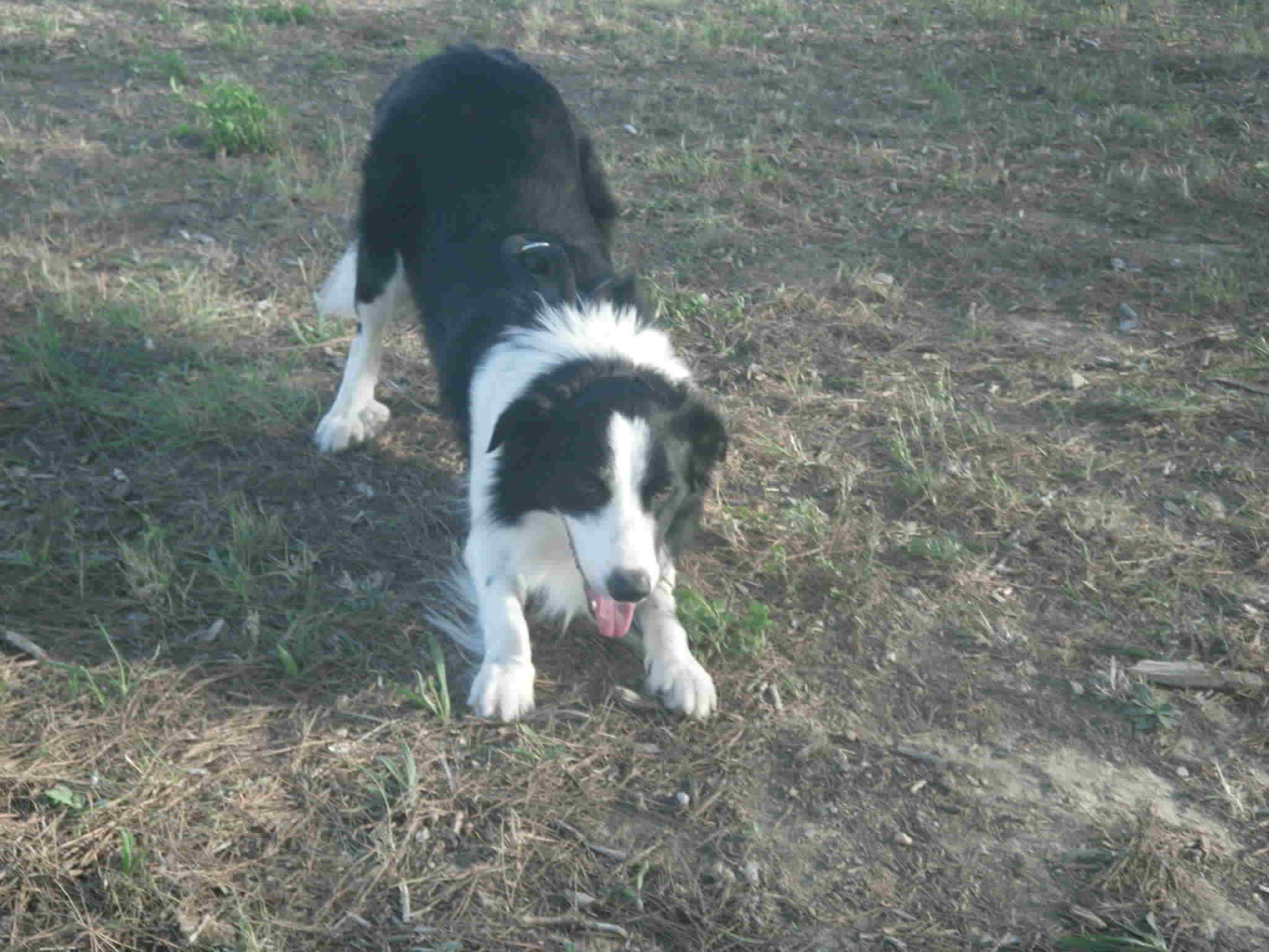 Petit chien joueur