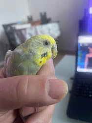 Belle perruche au plumage jaune et vert
