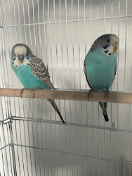 Deux belles perruches ondulées dans leur cage