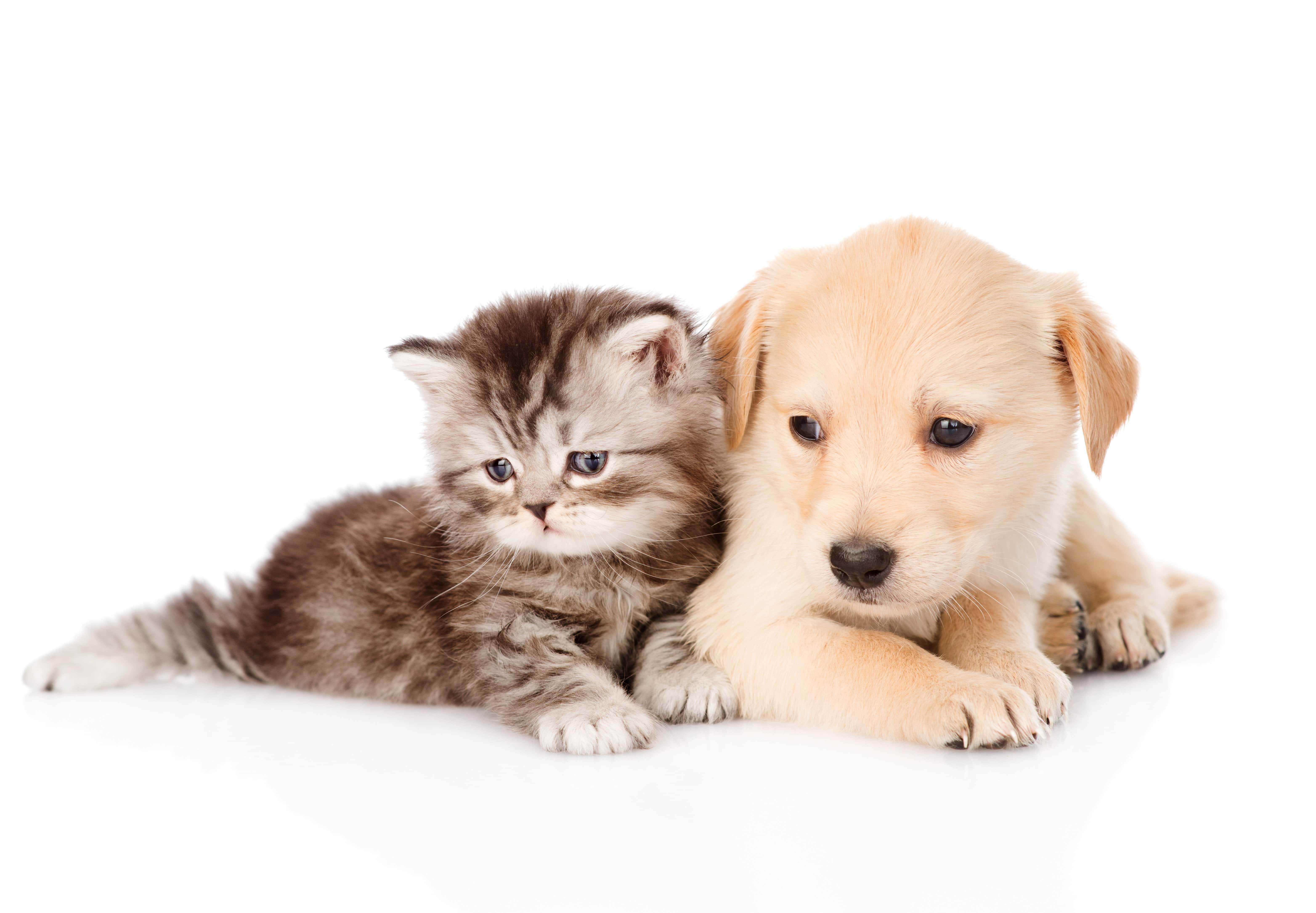 Un chiot et un chaton ensemble, ambiance douce