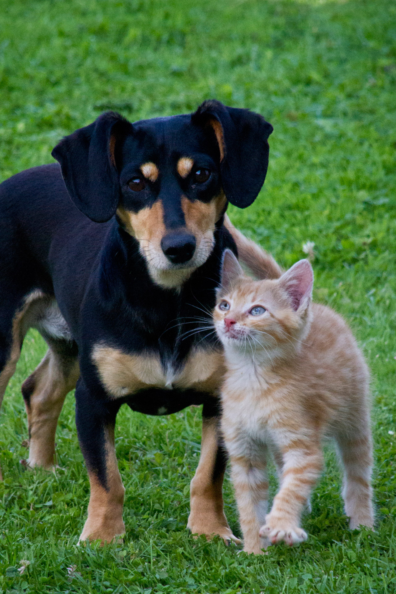 Chien et chat ensemble dans un jardin