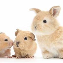 un lapin + un cochon d’Inde