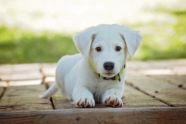 Chien heureux en garde à Béziers