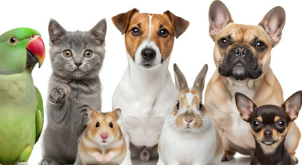 Chiens et chats heureux à la pension de Béziers