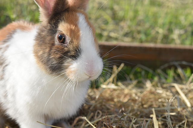 Lapin heureux à la pension de Béziers