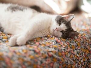 Chat paisible dans une pension à Béziers