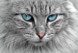 Pet sitter s'occupant d'un chat à Béziers